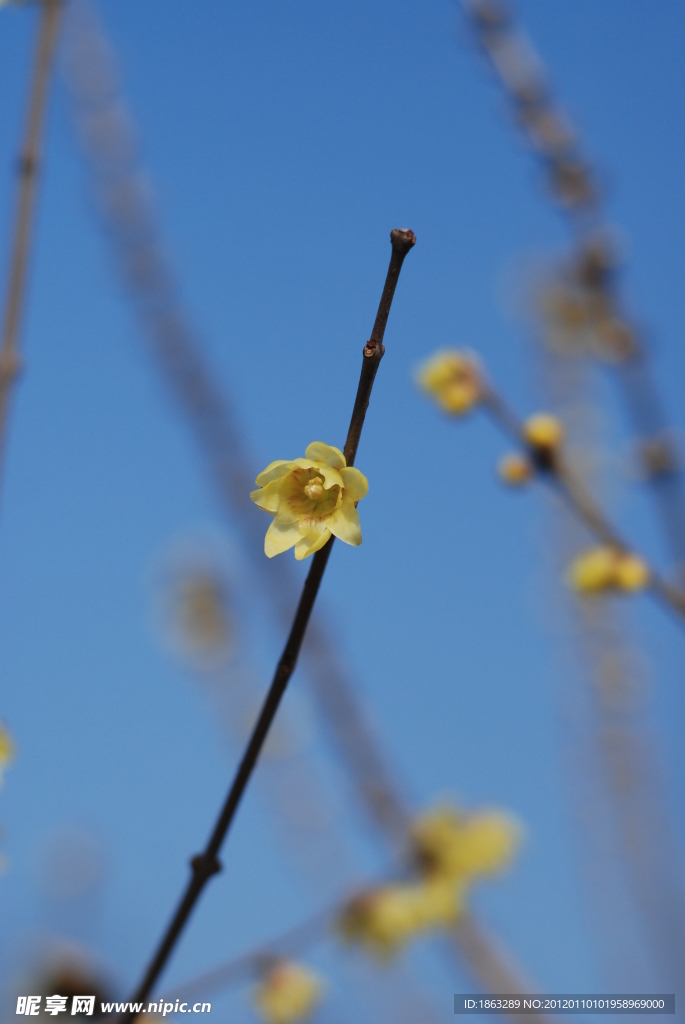 腊梅花