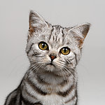 宠物猫