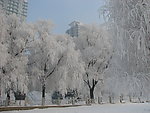 吉林雾凇甲天下