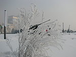 吉林雾凇甲天下