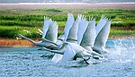 鄱阳湖飞鹤