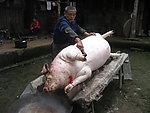 杀过年猪