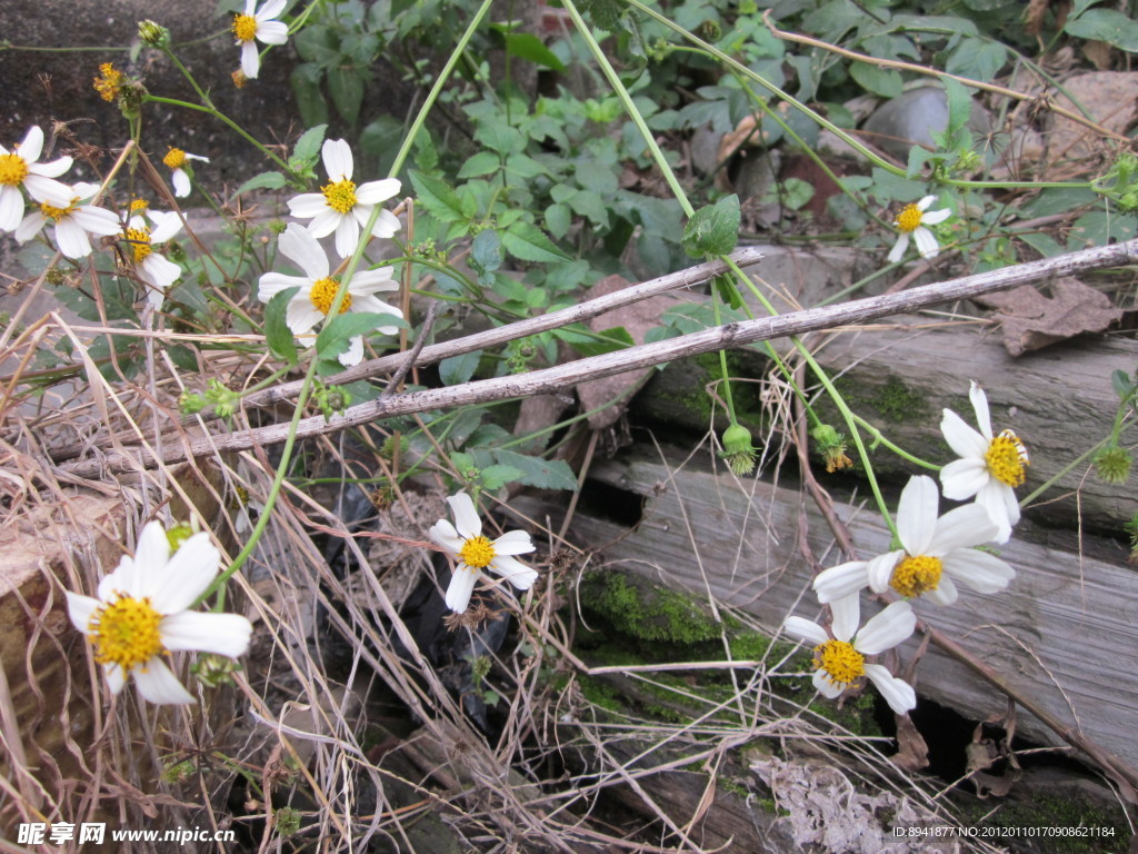 野菊花