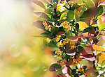 桂花