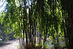 竹林