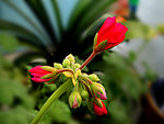 花正开