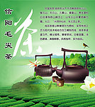 信阳毛尖