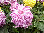 紫菊花