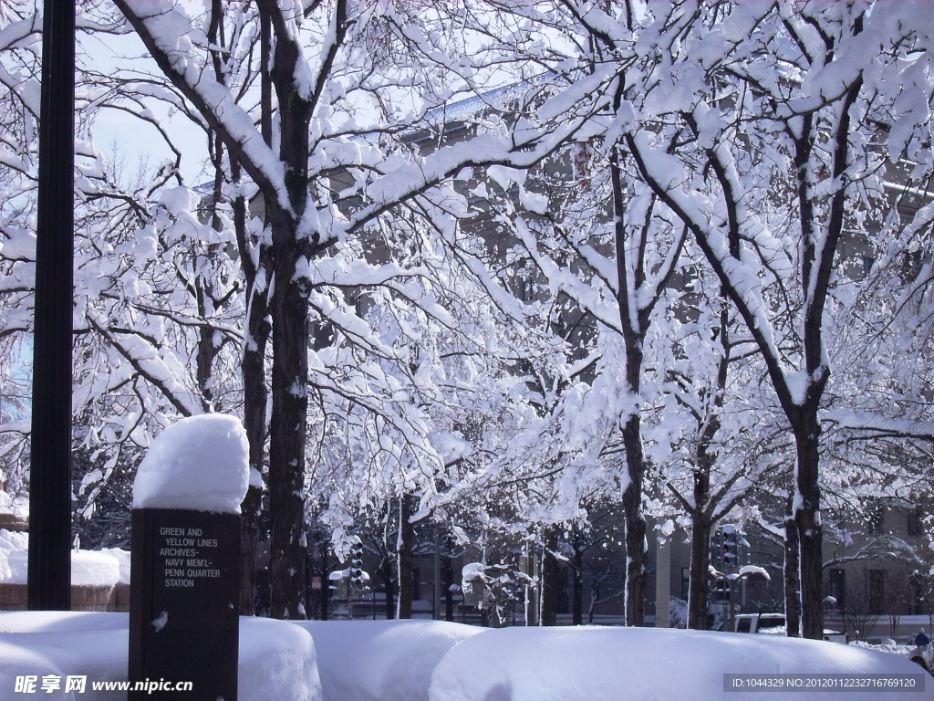 积雪的树