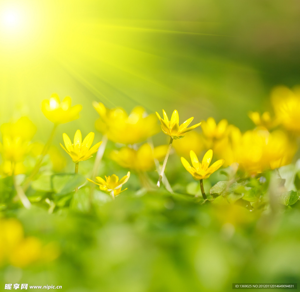 丁香花