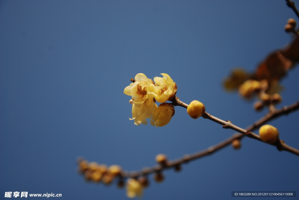 腊梅花