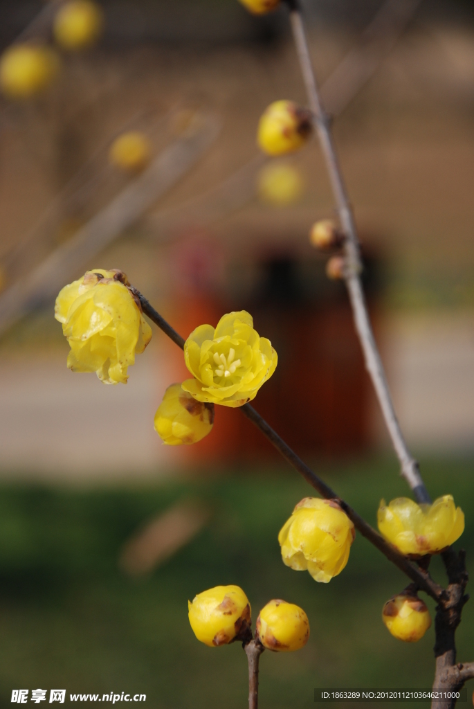 腊梅花