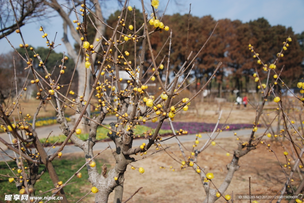 腊梅花