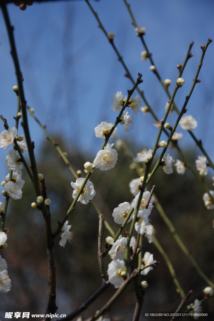 梅花
