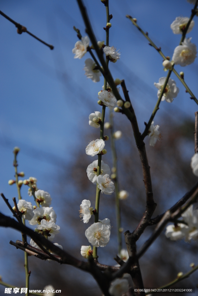 梅花