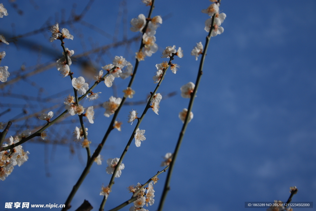 梅花