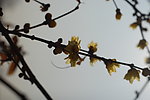 腊梅花