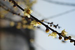 腊梅花