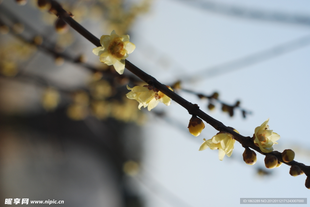 腊梅花