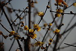 腊梅花