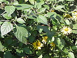 黄菊花
