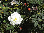 白色月季花
