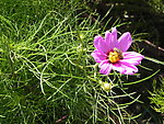 菊花世界