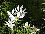 白色菊花