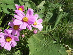 菊花世界