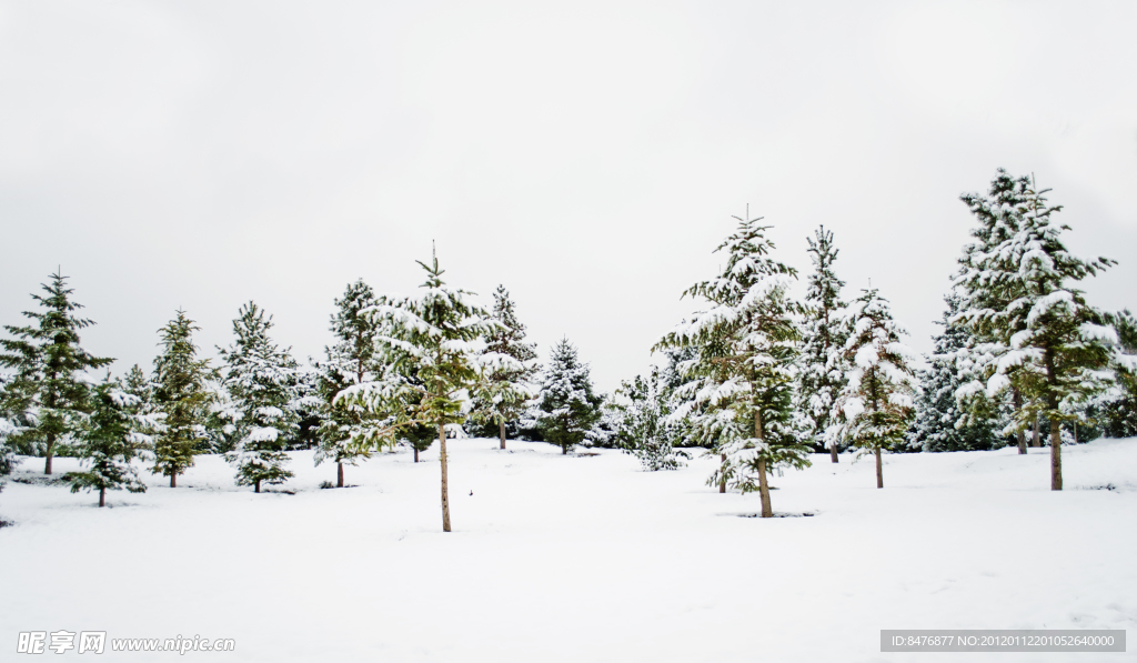 树林雪景摄影图