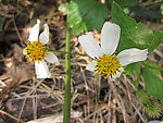 野菊花
