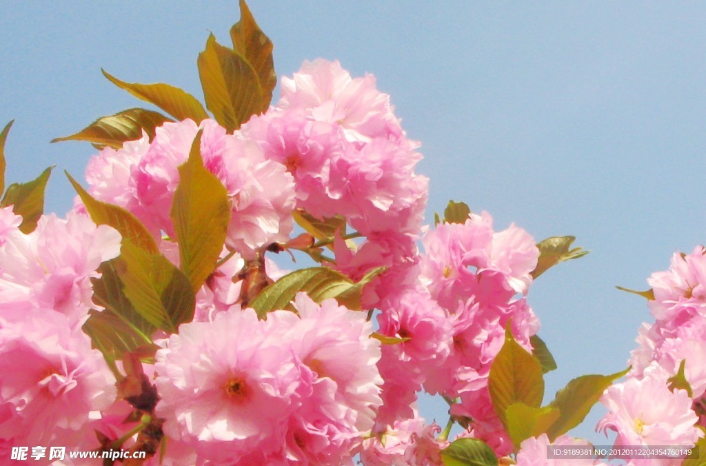 红樱花