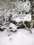 雪景