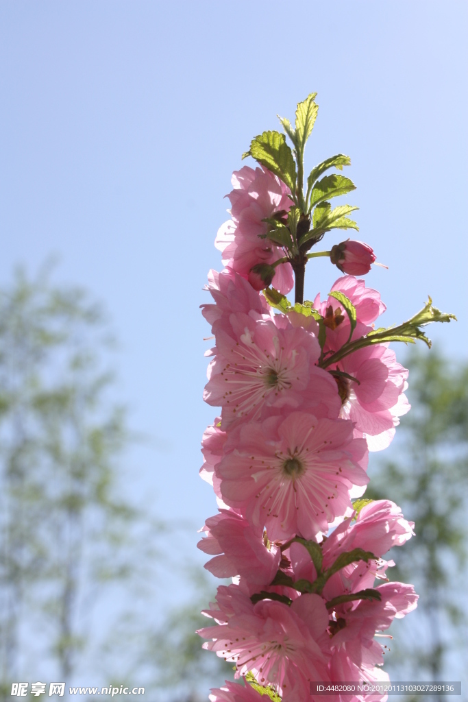 樱花