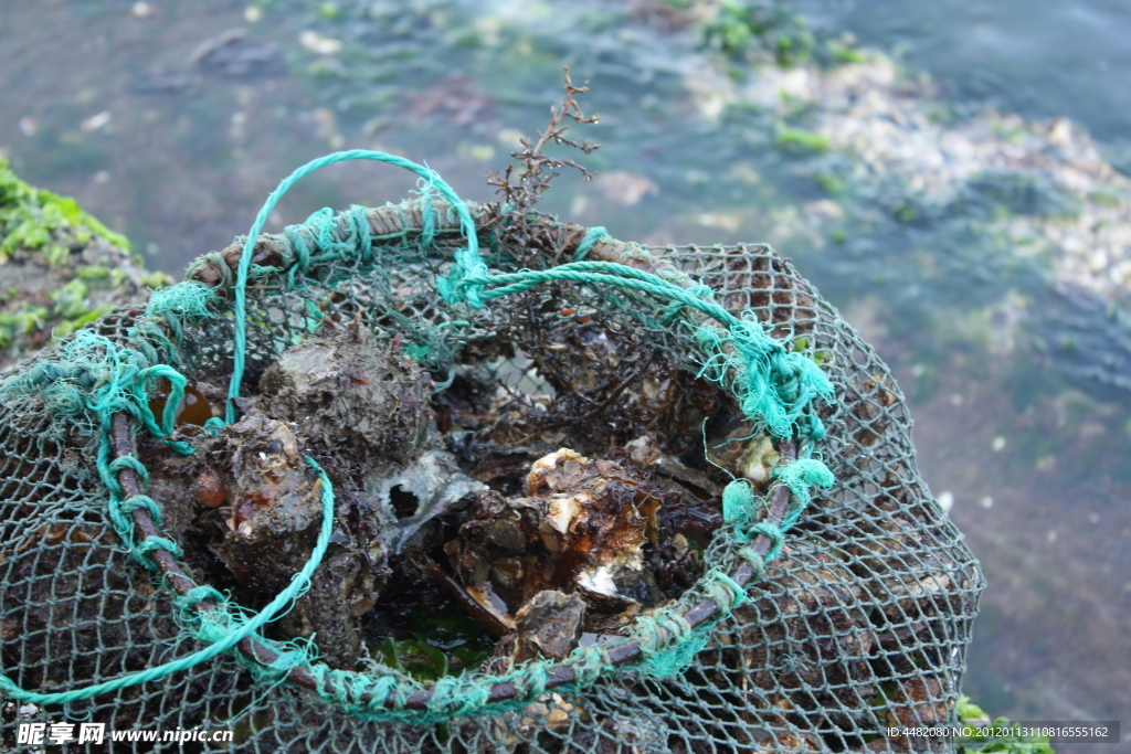 海洋生物
