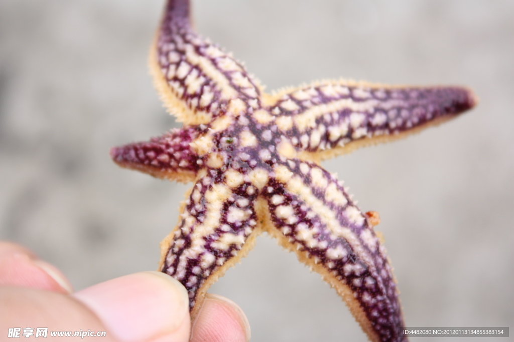 海星