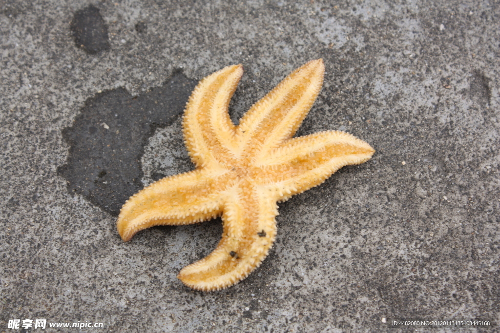 海星