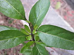 小树