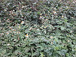 野菊花