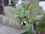 野菊花