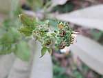 野菊花