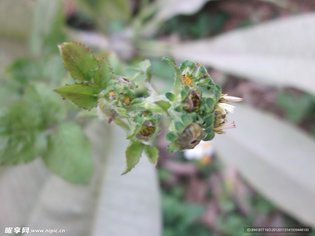 野菊花