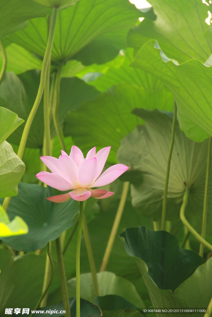 荷花