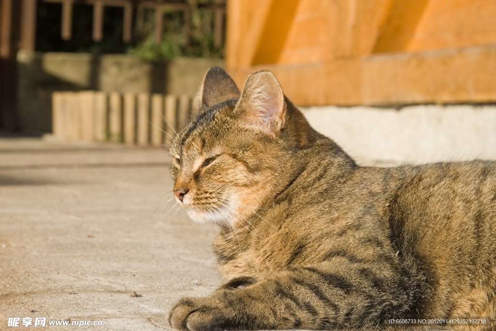 可爱小猫