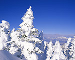 雪松