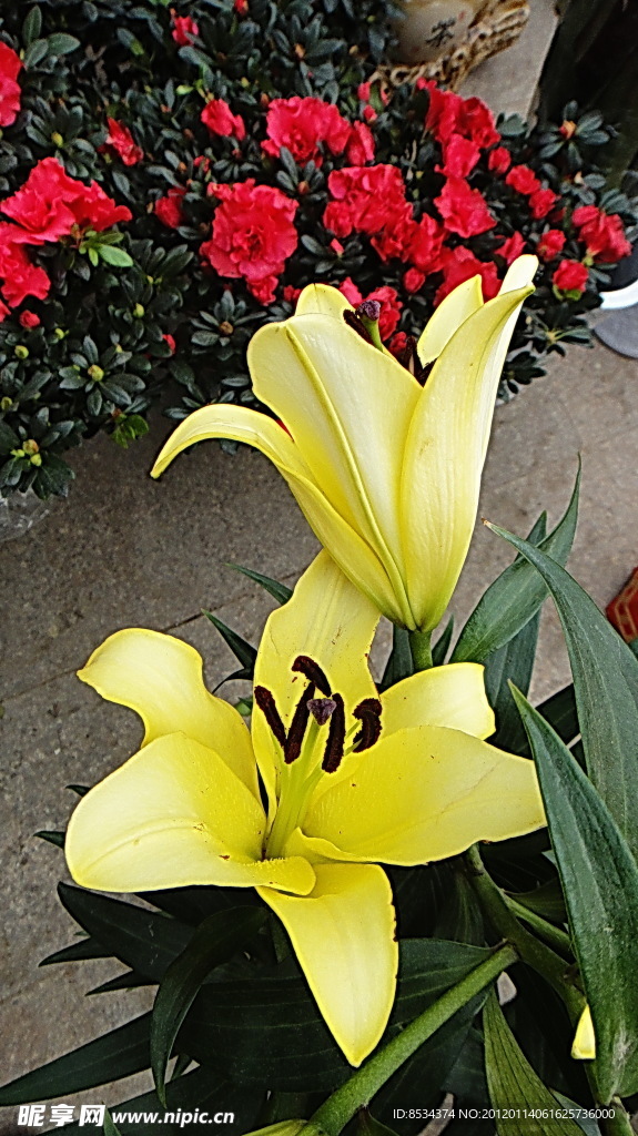 百合