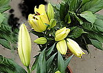 百合