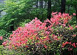 黄山红叶