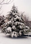 雪松