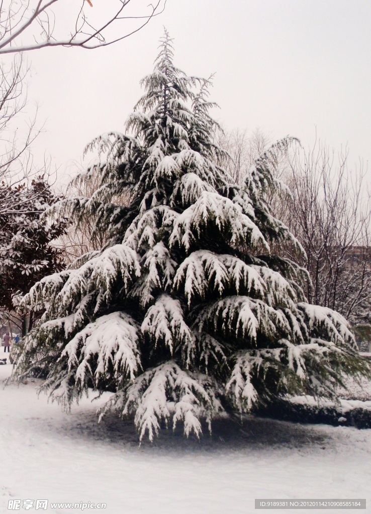 雪松